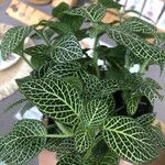 Fittonia albivenisبرگ