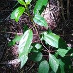 Aristotelia chilensis Fuelha