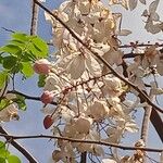 Cassia bakeriana Flower