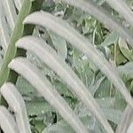 Cycas guizhouensis Leaf