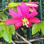 Passiflora manicata Flower
