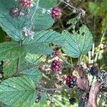Rubus echinatus 果実