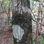 Vaccinium arboreum 樹皮