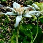 Leontopodium himalayanum