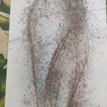 Muhlenbergia capillaris Blomma