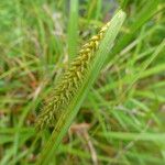 Carex laevigata Květ