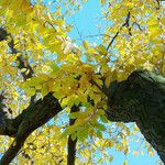 Fagus grandifolia Feuille