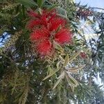 Melaleuca viminalis Flower