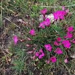 Dianthus sylvestris ᱛᱟᱦᱮᱸ