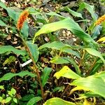 Hedychium densiflorum Habitus