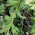 Calendula suffruticosa Лист