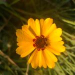 Coreopsis basalis Flower