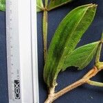 Inga sapindoides Otro