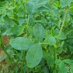 Medicago sativaJani