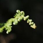 Pteridium aquilinum葉