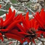 Erythrina lysistemonΛουλούδι