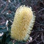 Banksia marginata Φρούτο