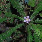 Biophytum talbotii Flower