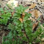 Cardamine impatiens Deilen