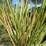 Pinus rigida Foglia