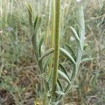 Lomelosia stellata Likasa