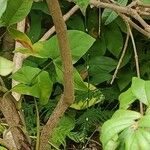 Allamanda schottii Φλοιός