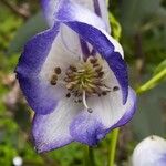 Aconitum variegatumFiore