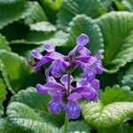 Stachys macrantha Blomma