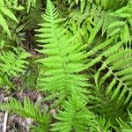 Thelypteris noveboracensis Blad