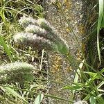 Phleum pratense 花