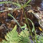 Cyperus friburgensis Hábito