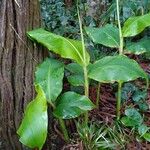 Hedychium gardnerianum 葉