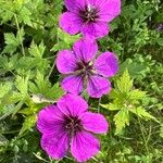 Geranium psilostemon Blomst