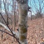 Prunus subhirtella Casca