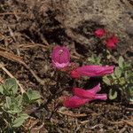 Penstemon rupicola Hábito