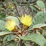 Pleurocalyptus pancheri Flor