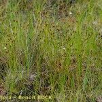 Rhynchospora fusca Habit