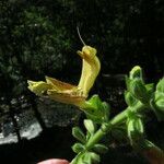 Salvia glutinosa Flor