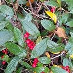 Cotoneaster salicifolius Habit