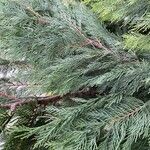 Cupressus cashmeriana Φύλλο