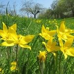 Tulipa sylvestris Květ