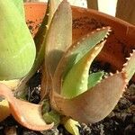 Aloe secundiflora Delienn