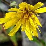 Hieracium sabaudum花