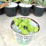 Sedum japonicum Flor