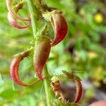 Rumex bucephalophorus Virág