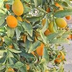 Citrus japonica List