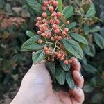 Cotoneaster salicifolius Fruit