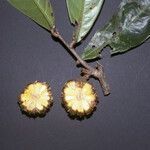 Duguetia eximia Fruto