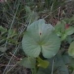 Centella asiatica Blad