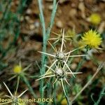 Centaurea solstitialis Mosusu